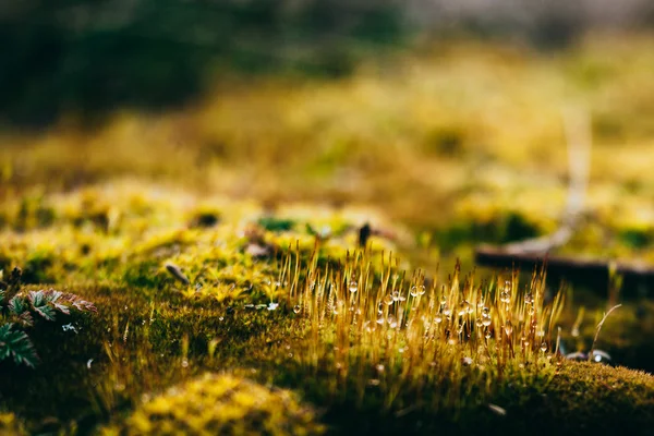 yosun ve liken bahar ahşap