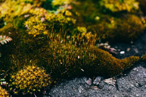 Mousse et lichen dans le bois de printemps — Photo