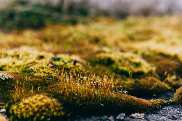 yosun ve liken bahar ahşap