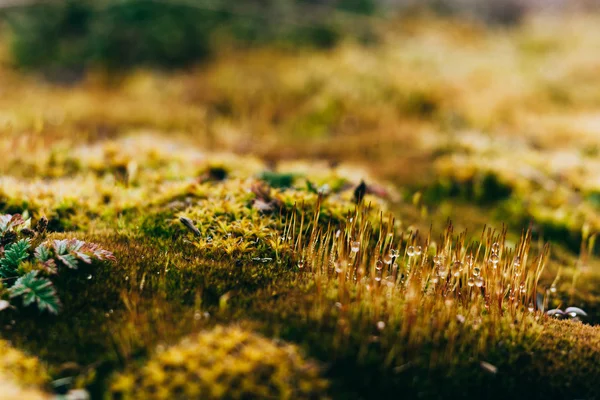 yosun ve liken bahar ahşap