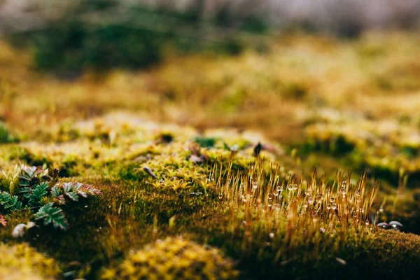 Musgo e líquen em madeira de primavera — Fotografia de Stock