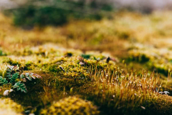 Musgo e líquen em madeira de primavera — Fotografia de Stock