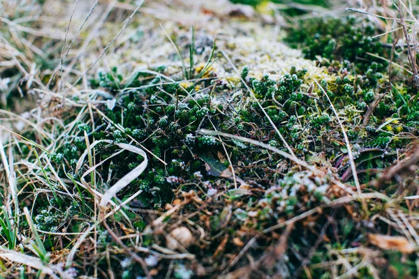 Mousse et lichen dans le bois de printemps — Photo