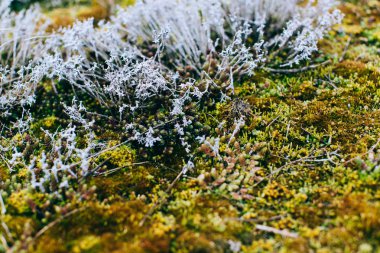 yosun ve liken bahar ahşap