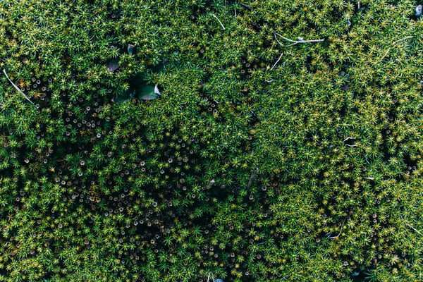 Moss and lichen in spring wood — Stock Photo, Image