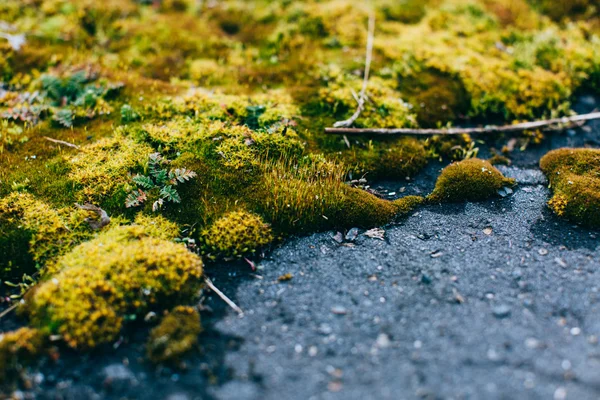 Mousse et lichen dans le bois de printemps — Photo