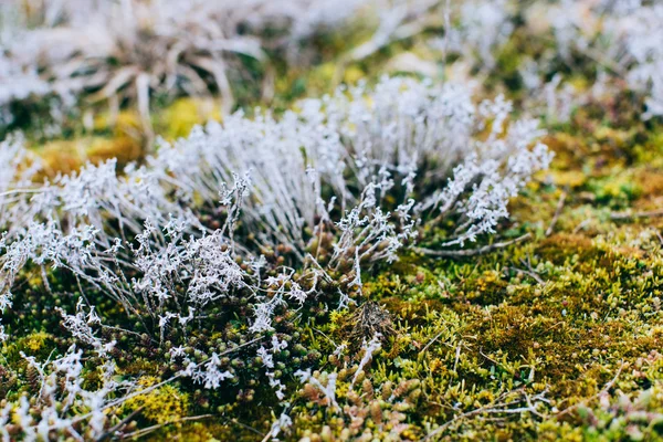 Musgo e líquen em madeira de primavera — Fotografia de Stock