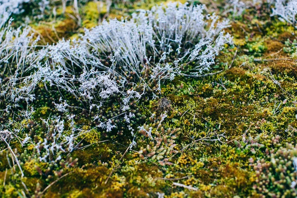 Moss and lichen in spring wood — Stock Photo, Image