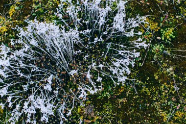 yosun ve liken bahar ahşap