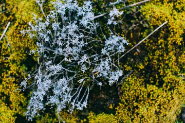 yosun ve liken bahar ahşap