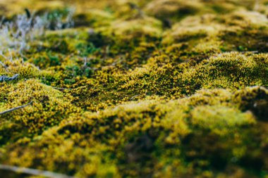 yosun ve liken bahar ahşap