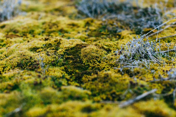 Moss and lichen in spring wood — Stock Photo, Image