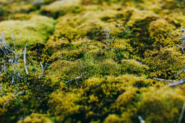 yosun ve liken bahar ahşap