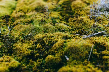 yosun ve liken bahar ahşap