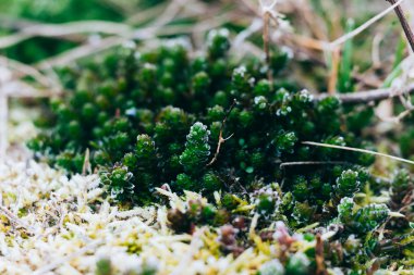 yosun ve liken bahar ahşap