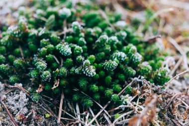 yosun ve liken bahar ahşap