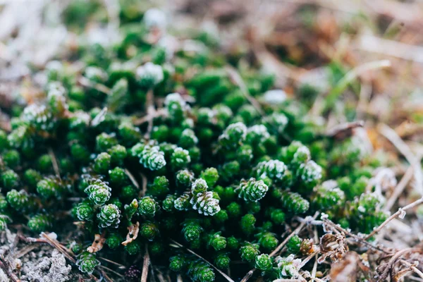 Musgo e líquen em madeira de primavera — Fotografia de Stock