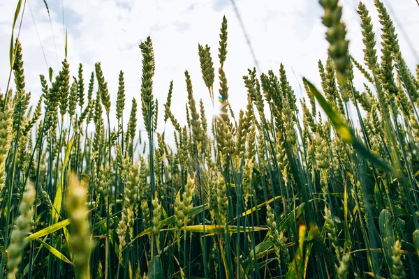 Зелене поле з вухами пшениці — стокове фото