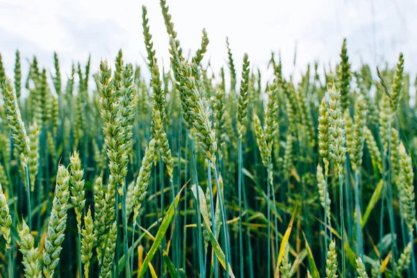 Campo verde con espigas de trigo —  Fotos de Stock