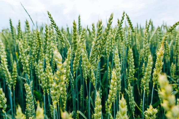 Campo verde con espigas de trigo —  Fotos de Stock