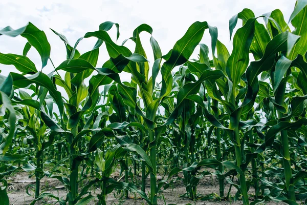 Kukorica mező megtekintése — Stock Fotó