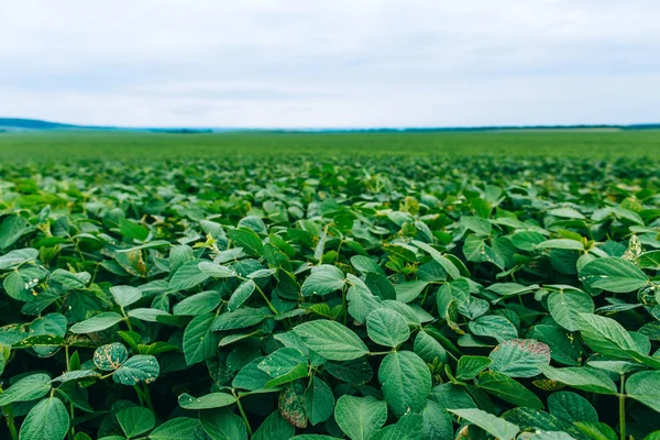 Campo de soja verde — Fotografia de Stock