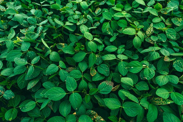 Campo di soia verde — Foto Stock