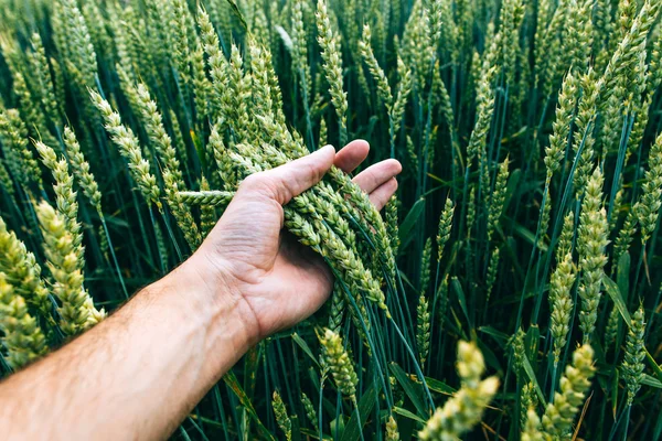 Ladang gandum dengan tangan petani Stok Gambar Bebas Royalti