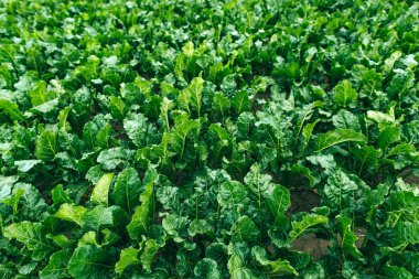 Şeker pancarı alan