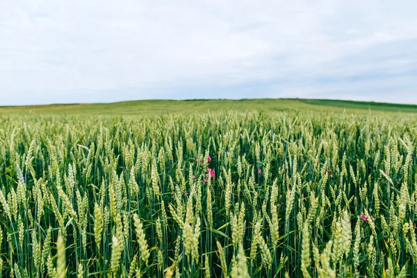 Зеленое поле с колосьями пшеницы — стоковое фото