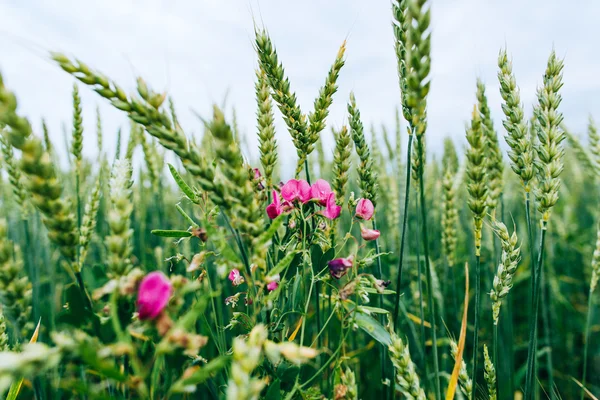 Green wheat and wild flowers — Stock Photo, Image