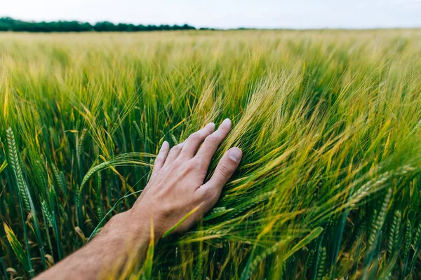 Campo di grano con la mano dell'agricoltore — Foto Stock