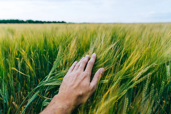 Campo de trigo con mano de granjero —  Fotos de Stock