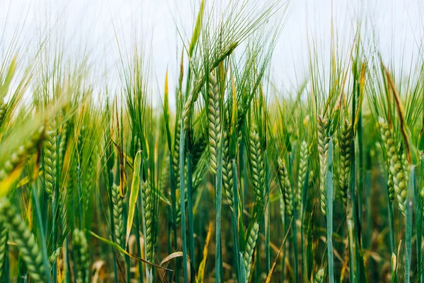 Зеленое поле с колосьями пшеницы — стоковое фото