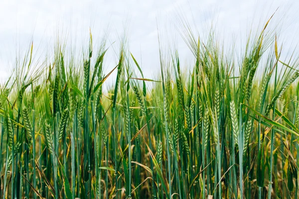 Campo verde con spighe di grano — Foto Stock