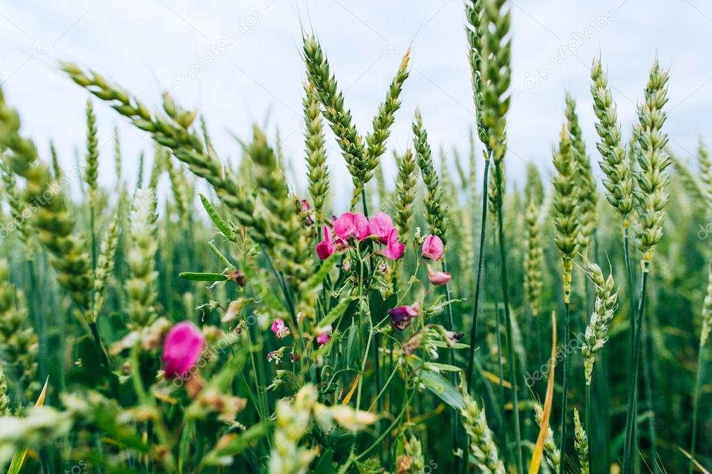 Green wheat and wild flowers