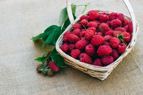 Red raspberries in wooden basket — Stock Photo, Image