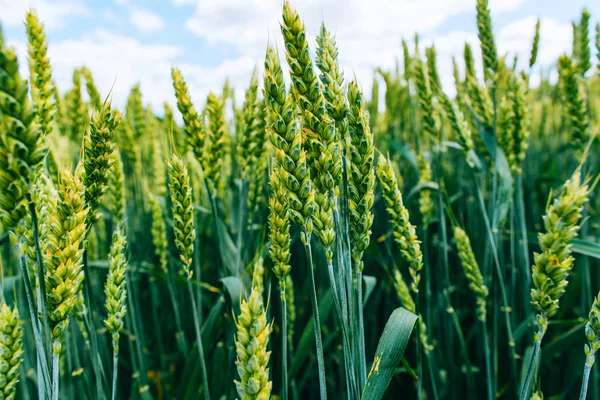 Campo de trigo. campo verde com espigas de trigo no verão — Fotografia de Stock
