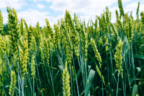 Campo de trigo. campo verde com espigas de trigo no verão — Fotografia de Stock