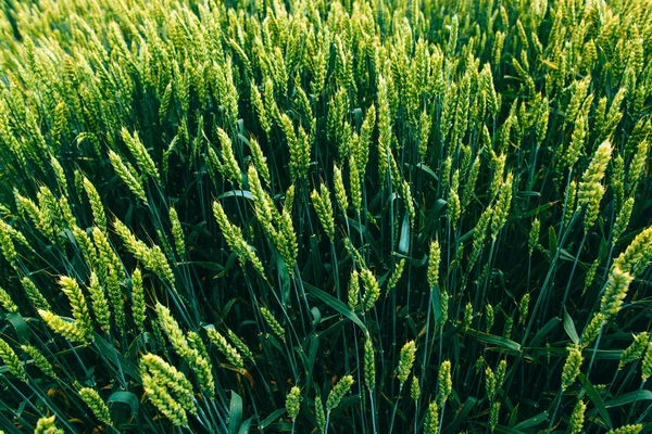 Campo de trigo. campo verde com espigas de trigo no verão — Fotografia de Stock