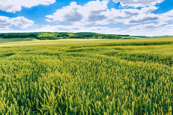 Campo di grano. campo verde con spighe di grano in estate — Foto Stock