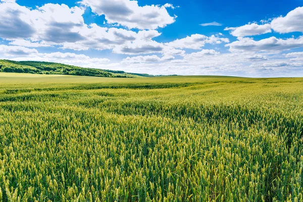 Campo di grano. campo verde con spighe di grano in estate — Foto Stock