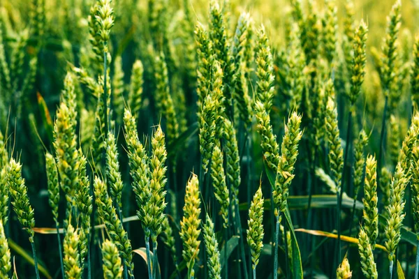 Campo di grano. campo verde con spighe di grano in estate — Foto Stock