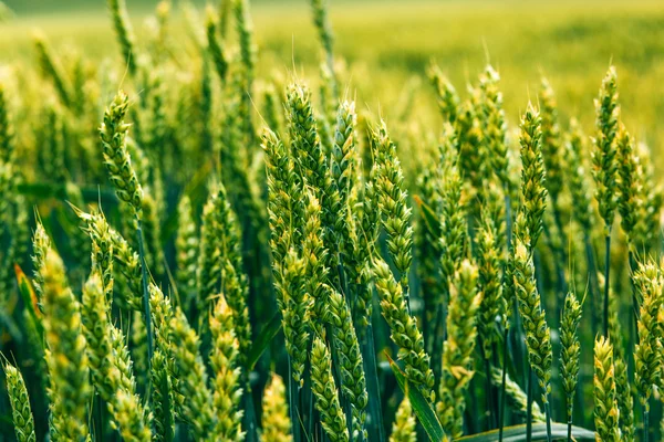 Weizenfeld. grüne Wiese mit Ähren im Sommer — Stockfoto