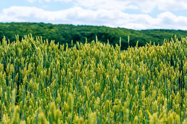 Campo di grano. campo verde con spighe di grano in estate — Foto Stock