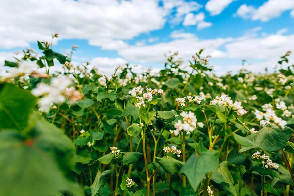 Grünes Buchweizenfeld und blauer Himmel — Stockfoto