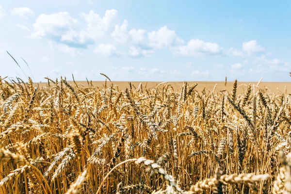 Schönes Weizenfeld — Stockfoto