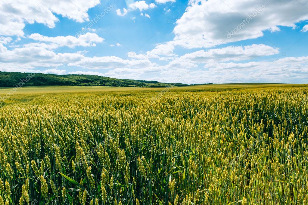 Wheat field . green field with ears of wheat in the summer