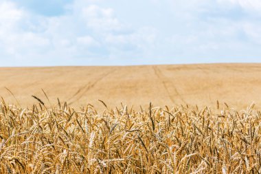 Güzel buğday tarlası
