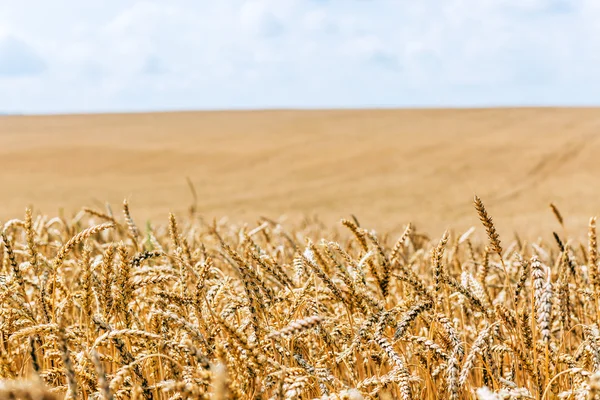 Bel campo di grano — Foto Stock